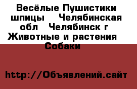 Весёлые Пушистики шпицы. - Челябинская обл., Челябинск г. Животные и растения » Собаки   